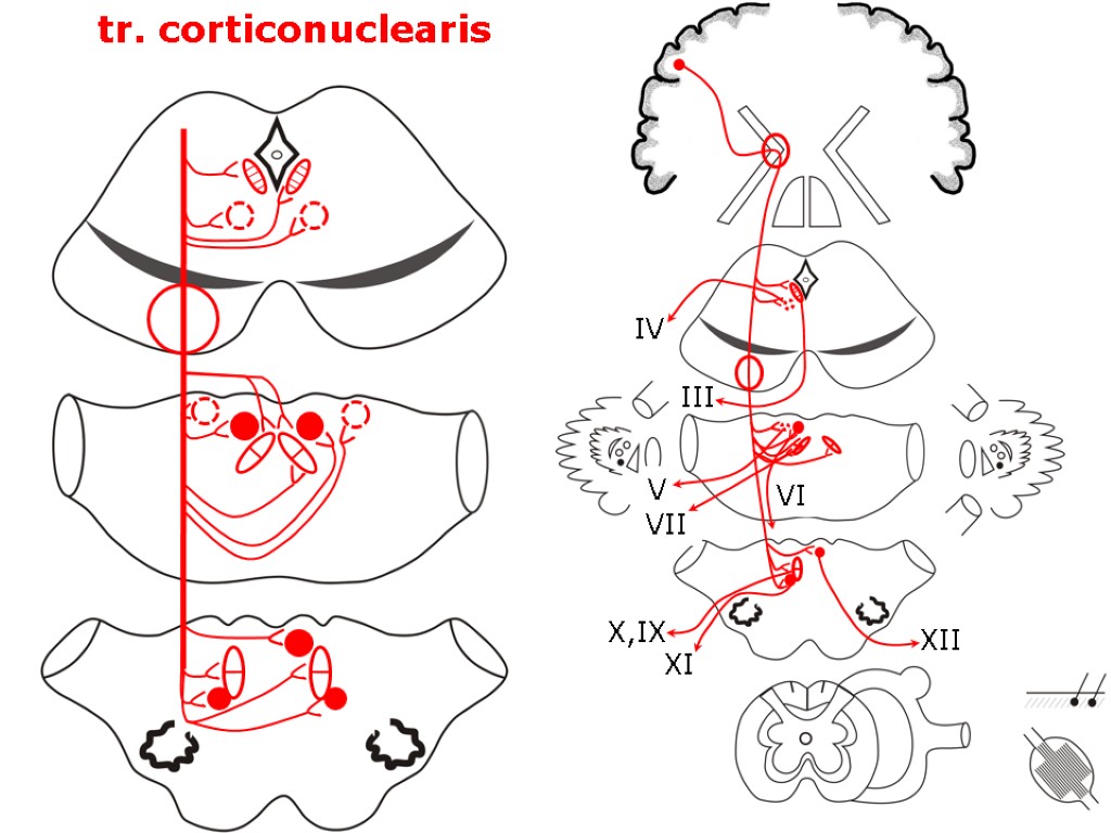 tr. corticonuclearis III IV V VII X,IX XI XII